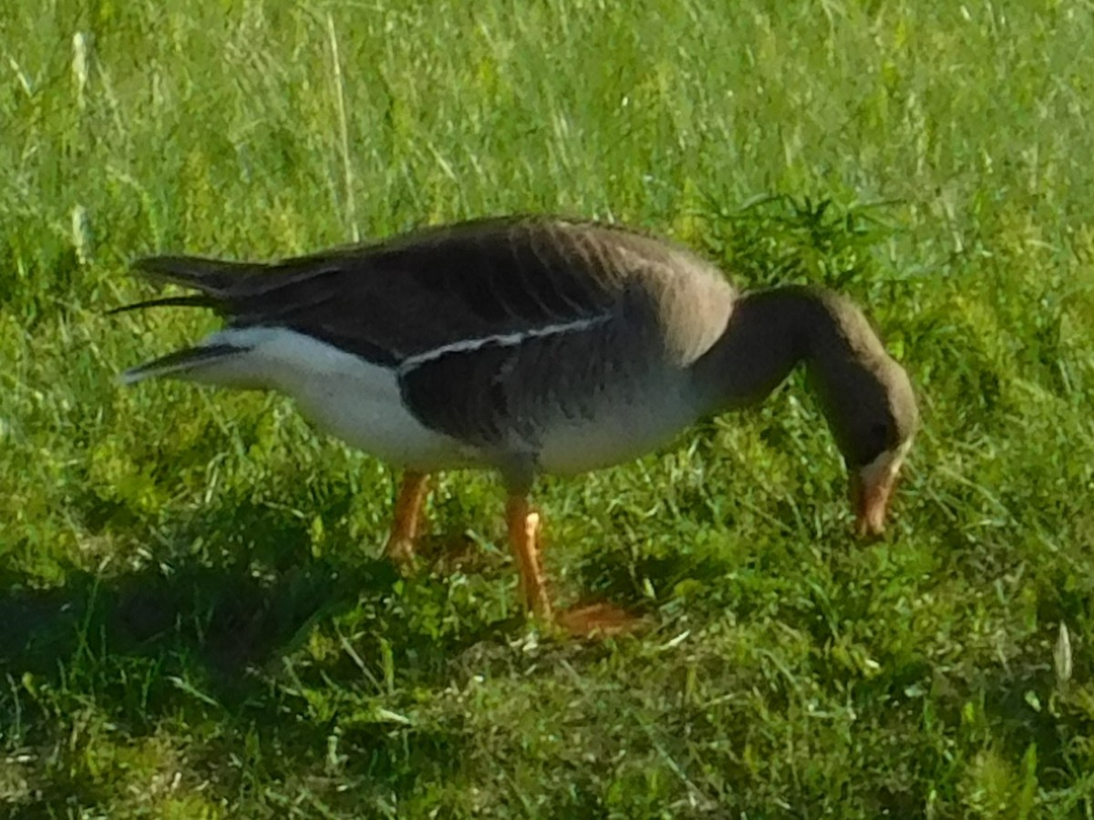 tundragås - ML620094431