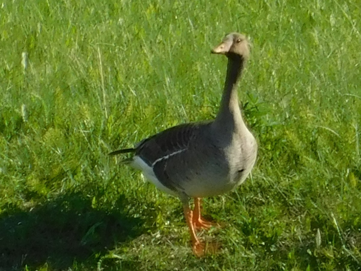 Greater White-fronted Goose - ML620094432