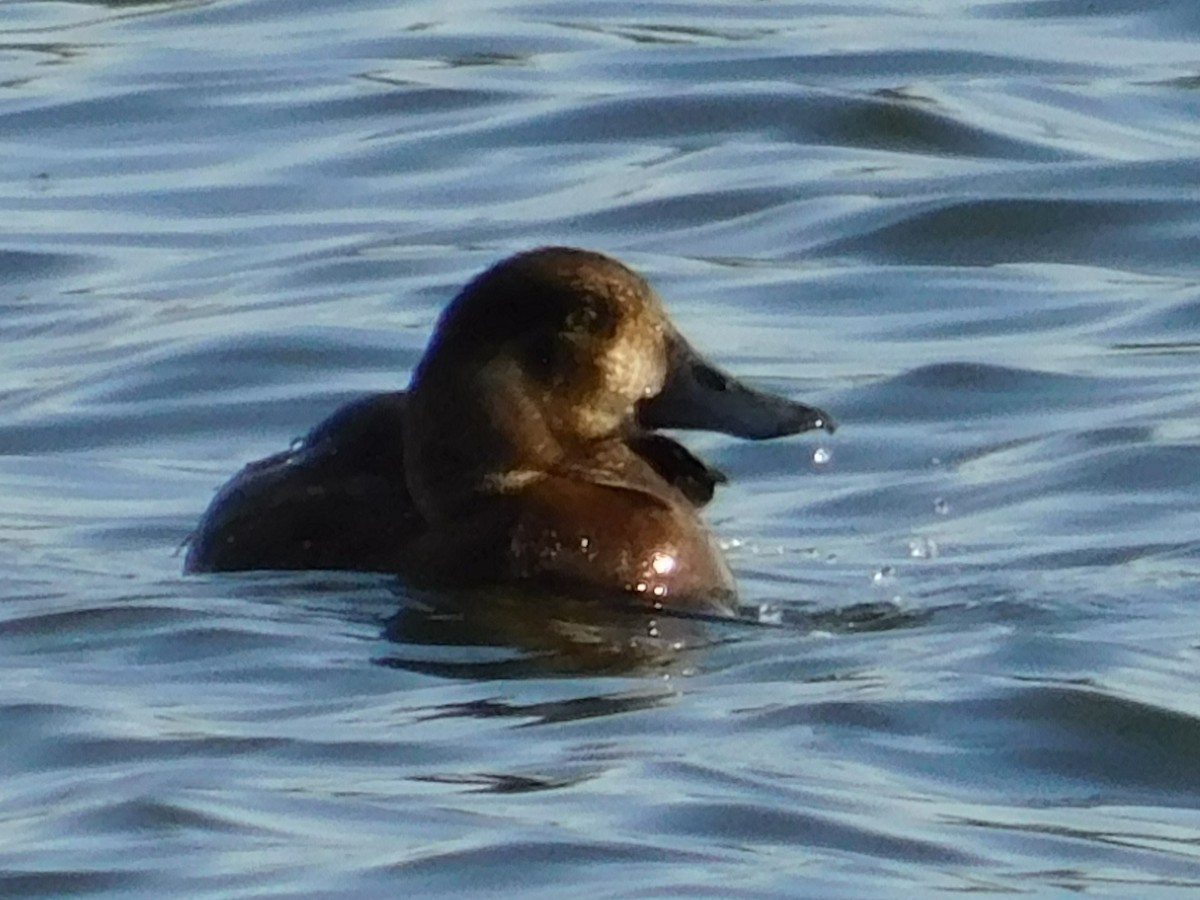 Greater Scaup - ML620094436