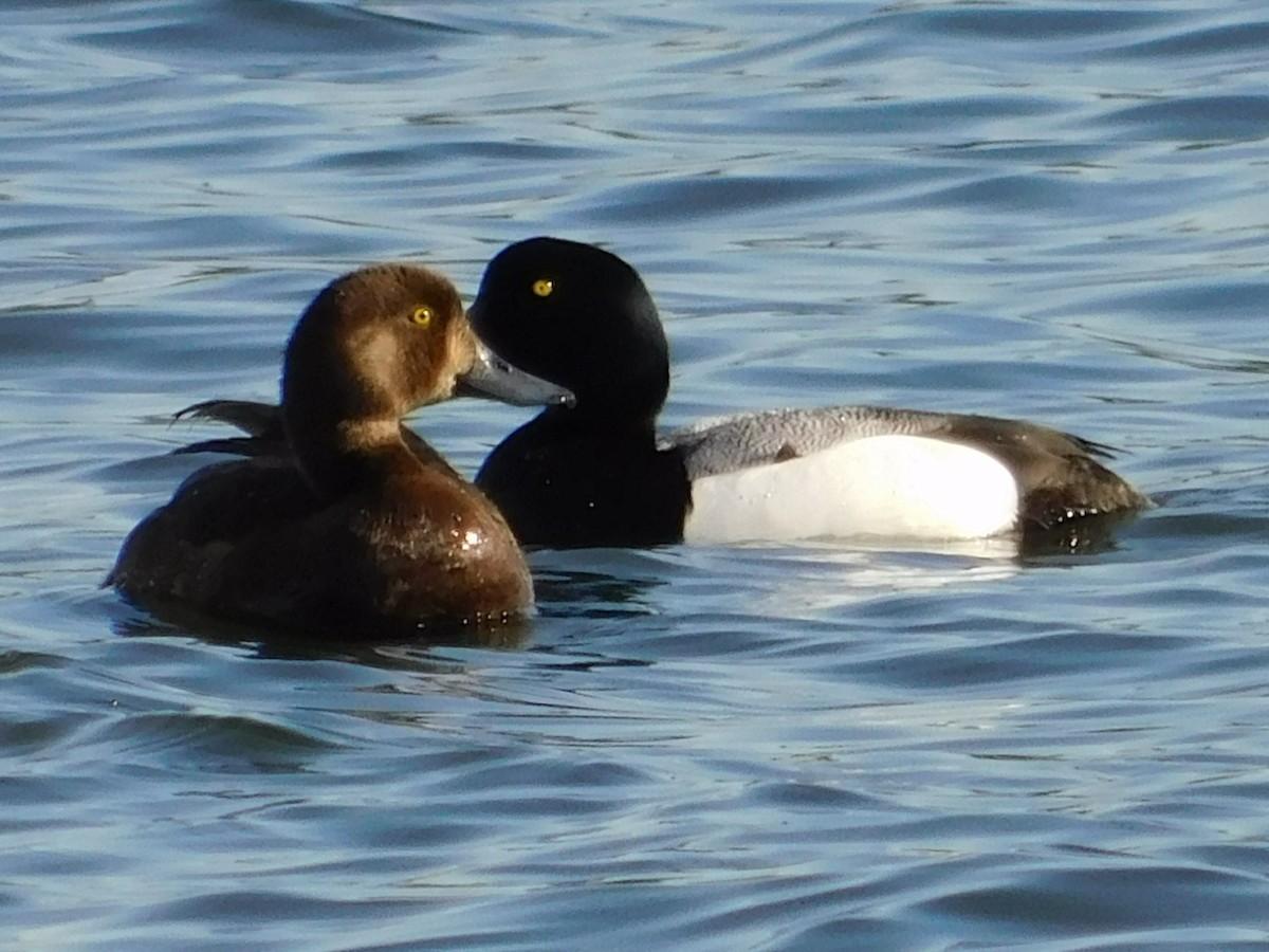 Greater Scaup - ML620094437