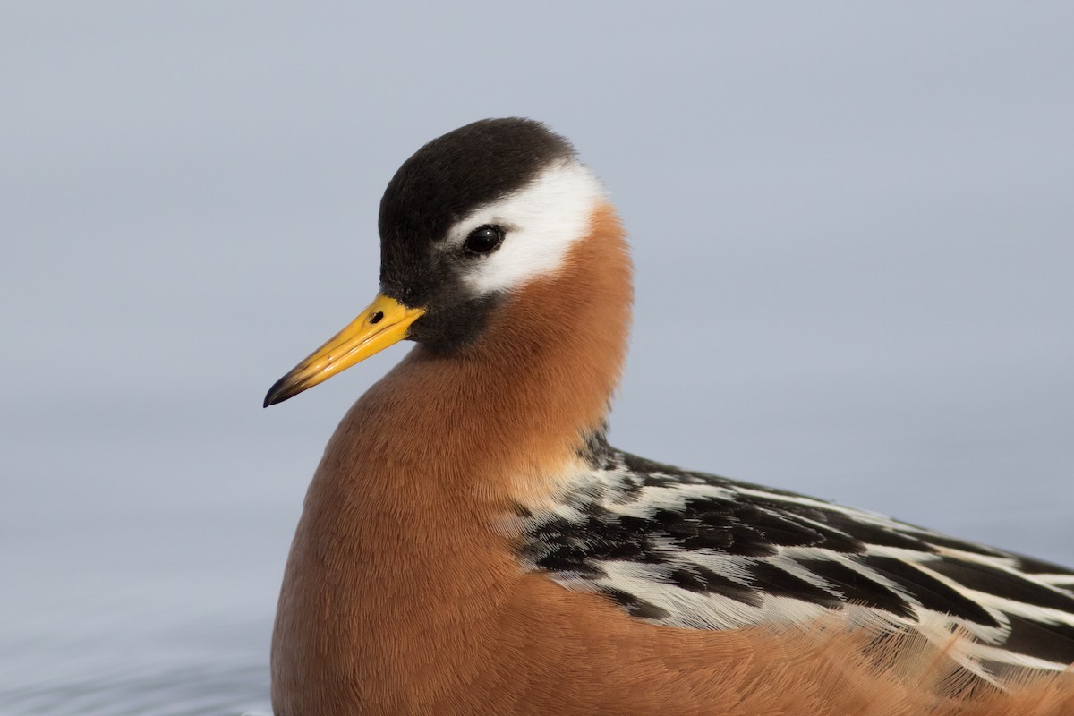 Red Phalarope - ML620094467