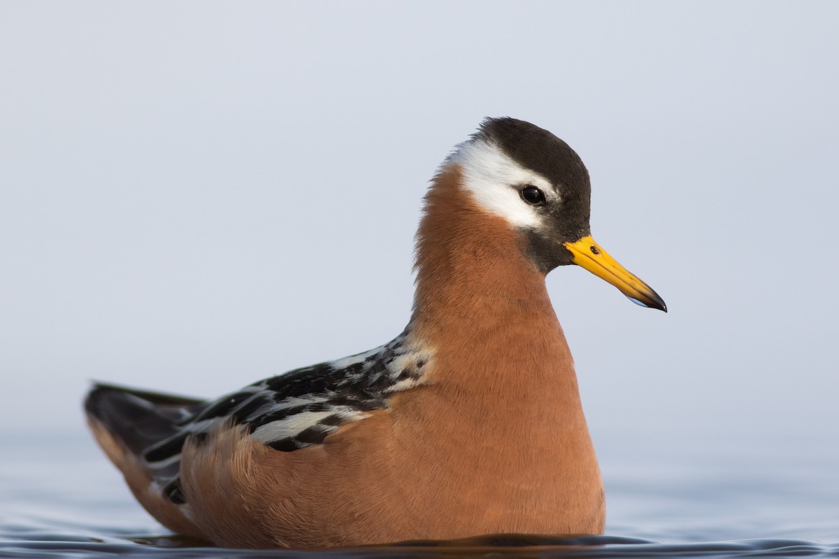 Red Phalarope - ML620094468