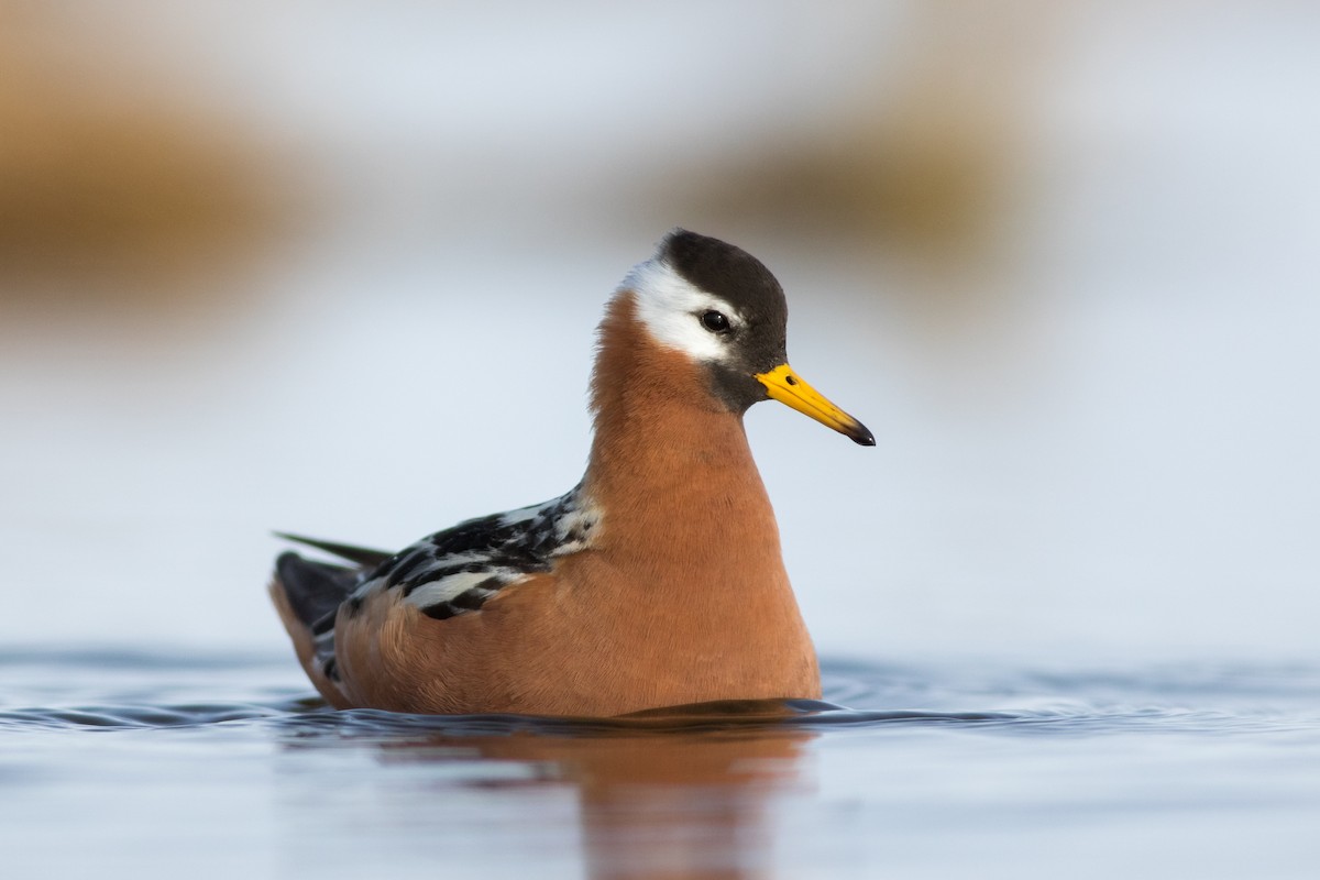 Red Phalarope - ML620094469