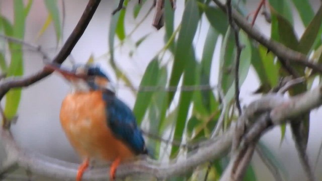 Common Kingfisher - ML620094483