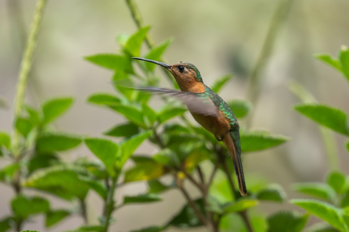 kolibřík pestroocasý - ML620094487