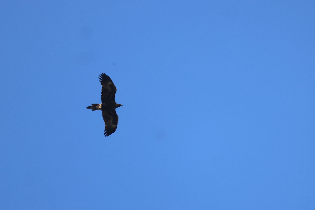 Wedge-tailed Eagle - ML620094496