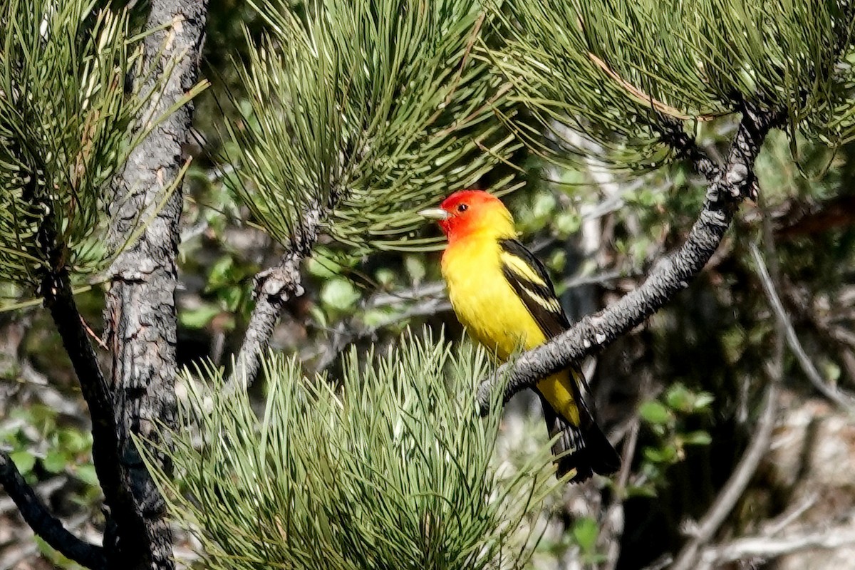 Western Tanager - ML620094498