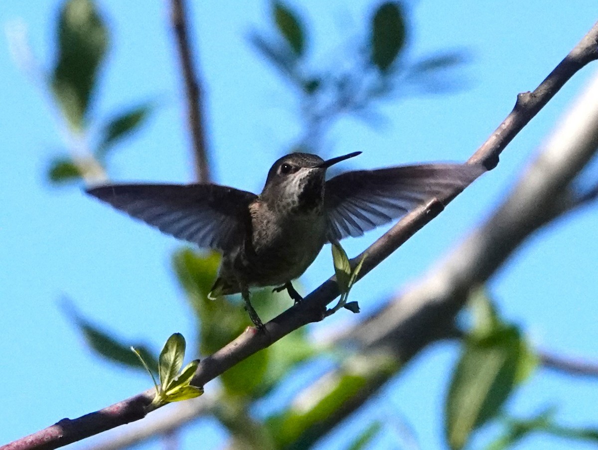 Anna's Hummingbird - ML620094506