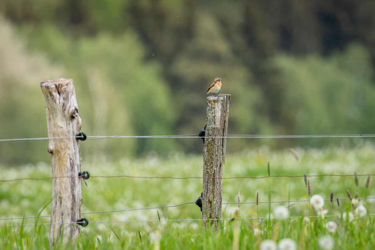 Whinchat - ML620094514