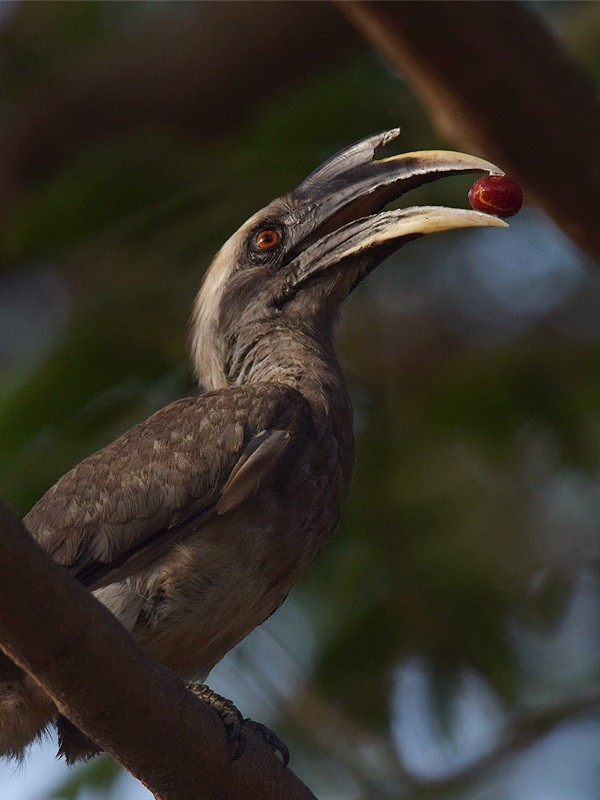 Indian Gray Hornbill - ML620094562