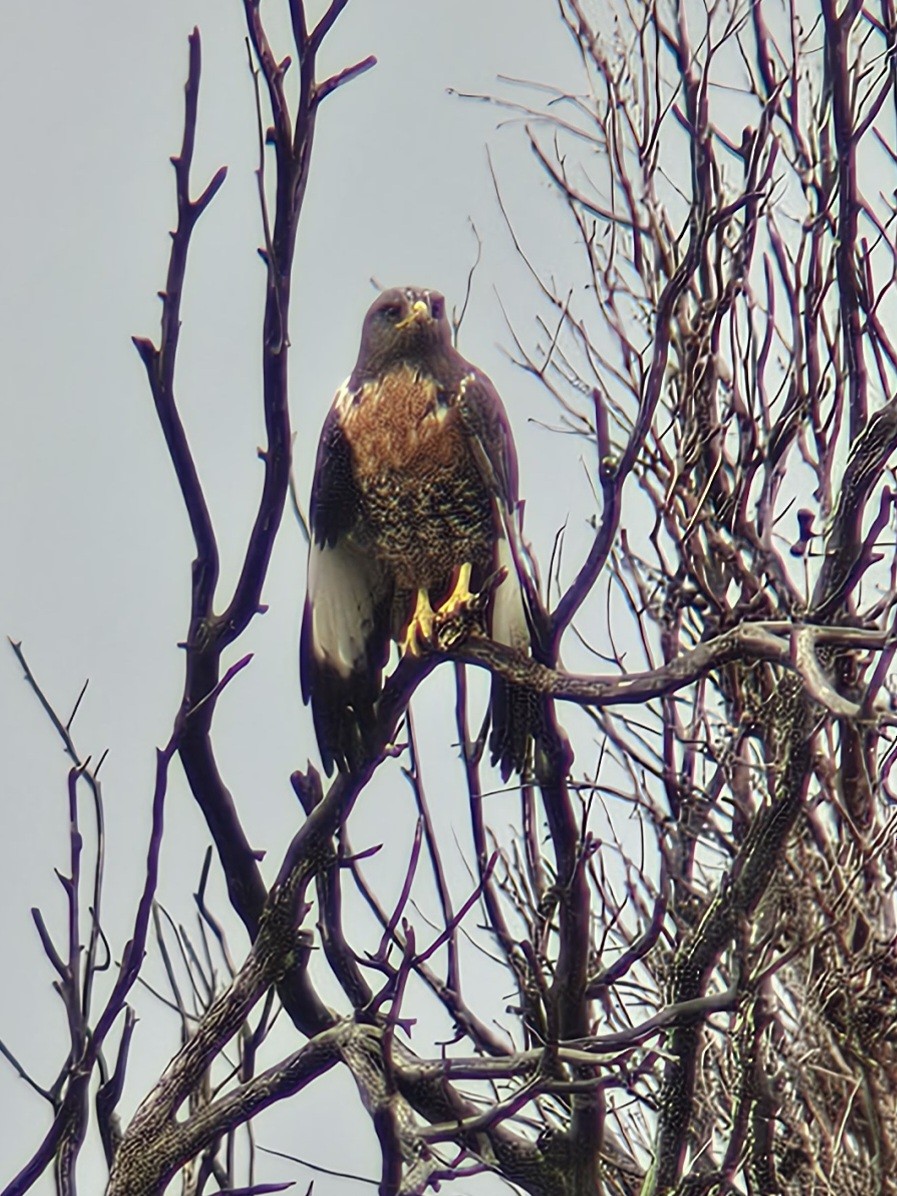 Jackal Buzzard - ML620094563