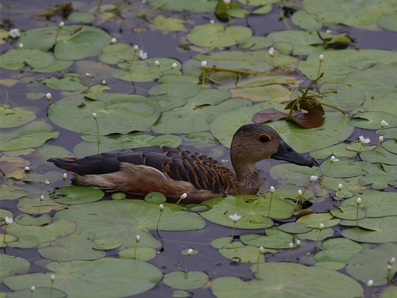 Lesser Whistling-Duck - ML620094581