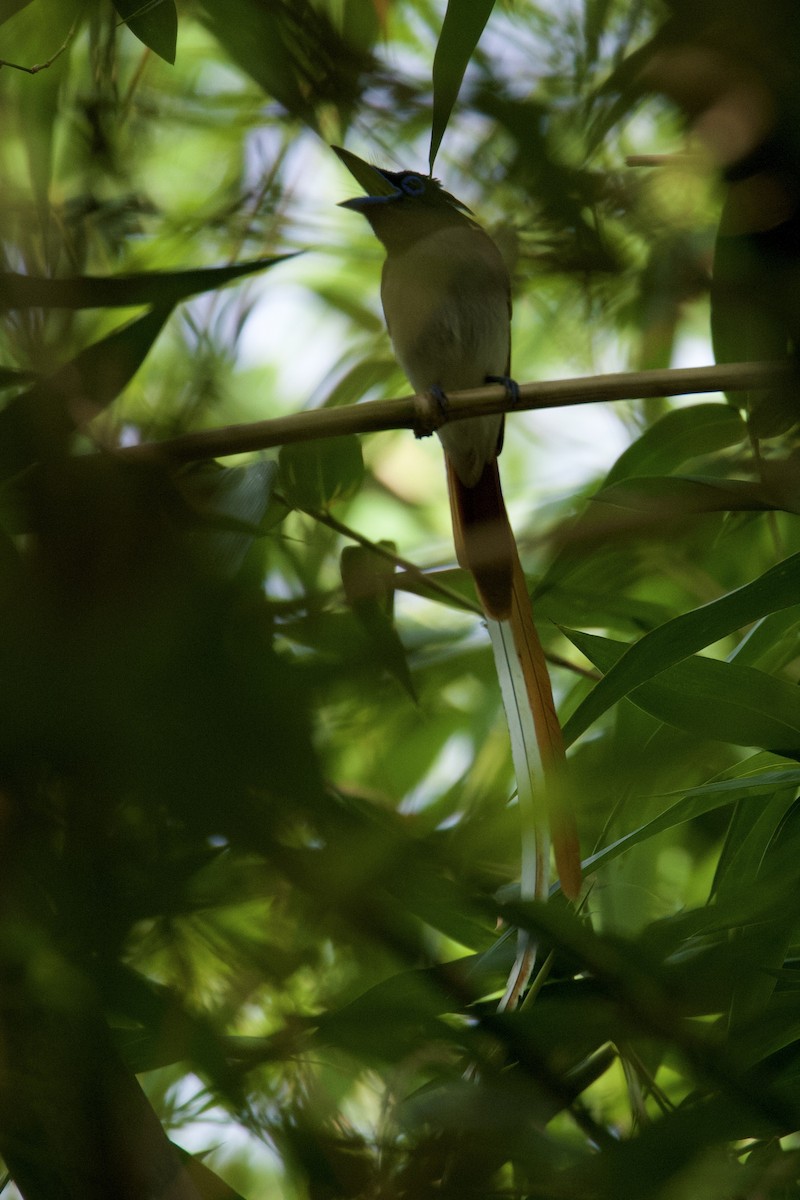 Indian Paradise-Flycatcher - Sourav Mandal