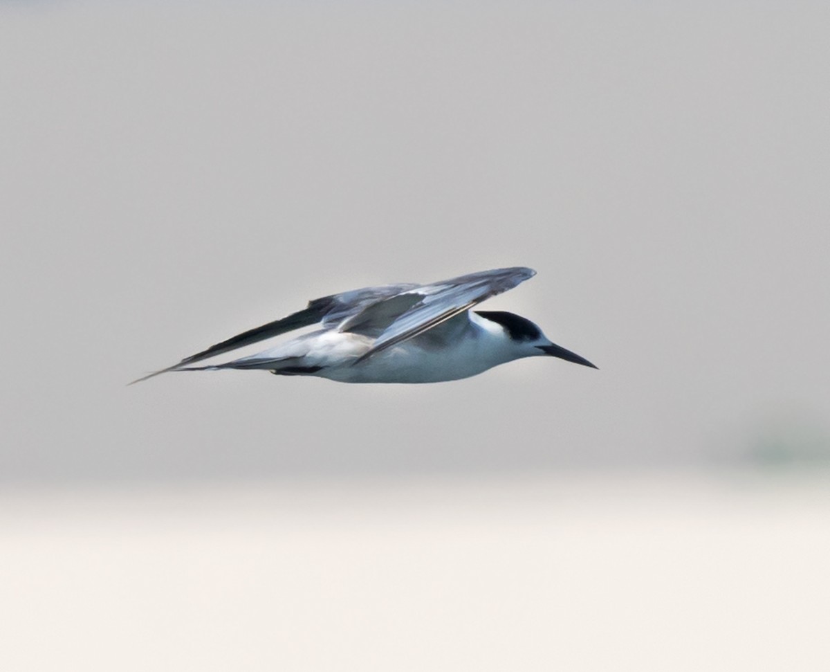 Little Tern - ML620094595