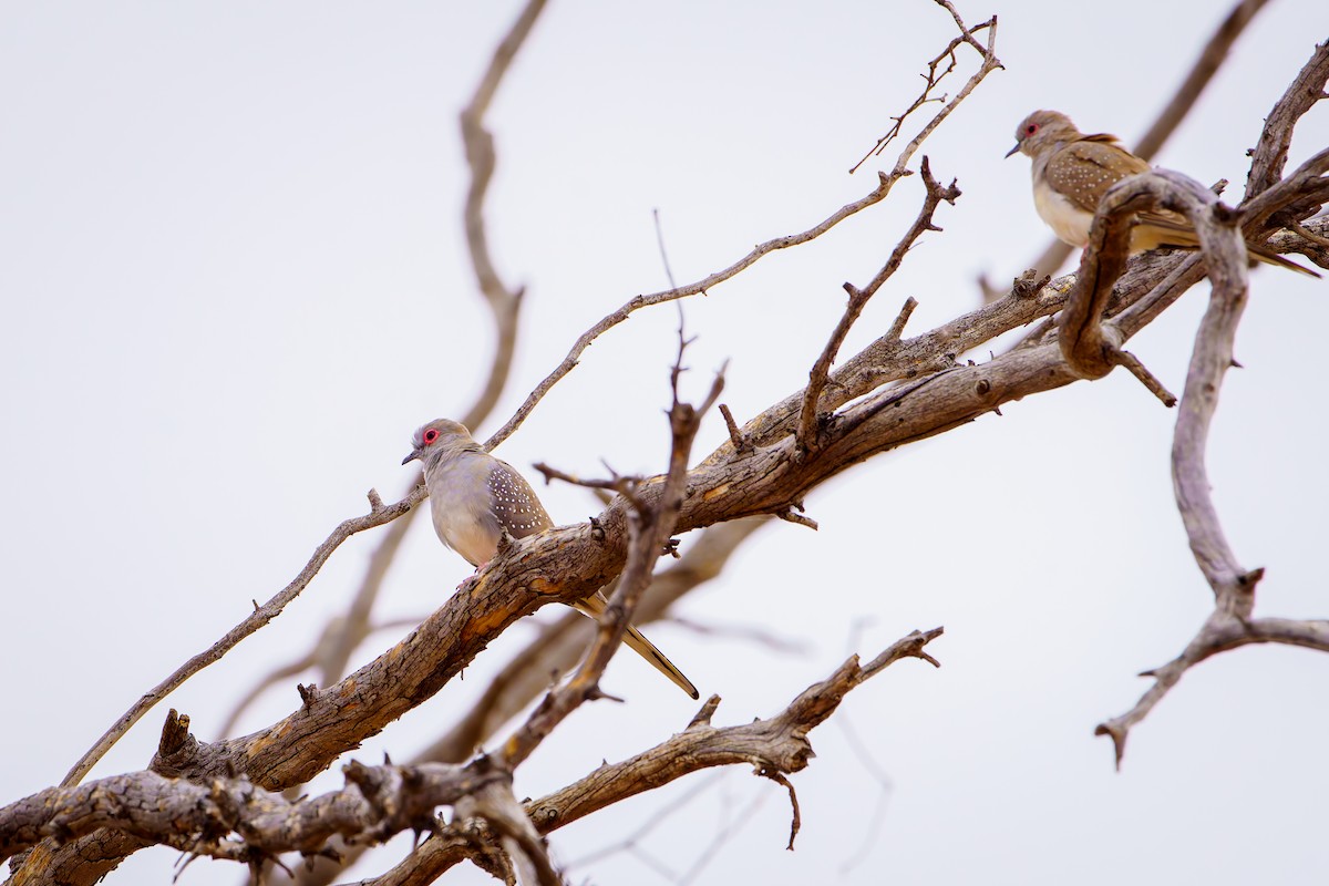 雪花姬地鳩 - ML620094600