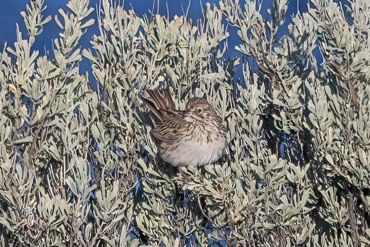 Vesper Sparrow - ML620094601