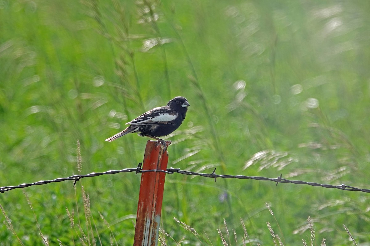 Lark Bunting - ML620094606