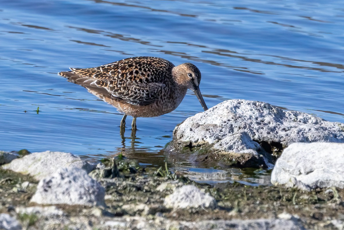 Long-billed Dowitcher - ML620094612