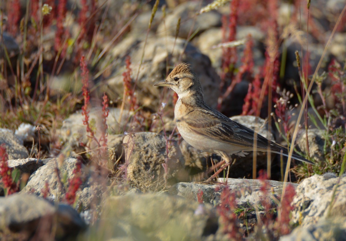 Greater Short-toed Lark - ML620094614