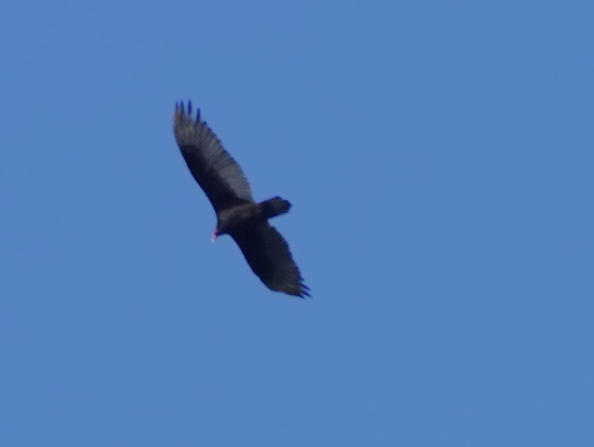 Turkey Vulture - ML620094633