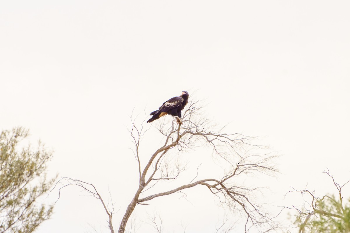 Wedge-tailed Eagle - ML620094634