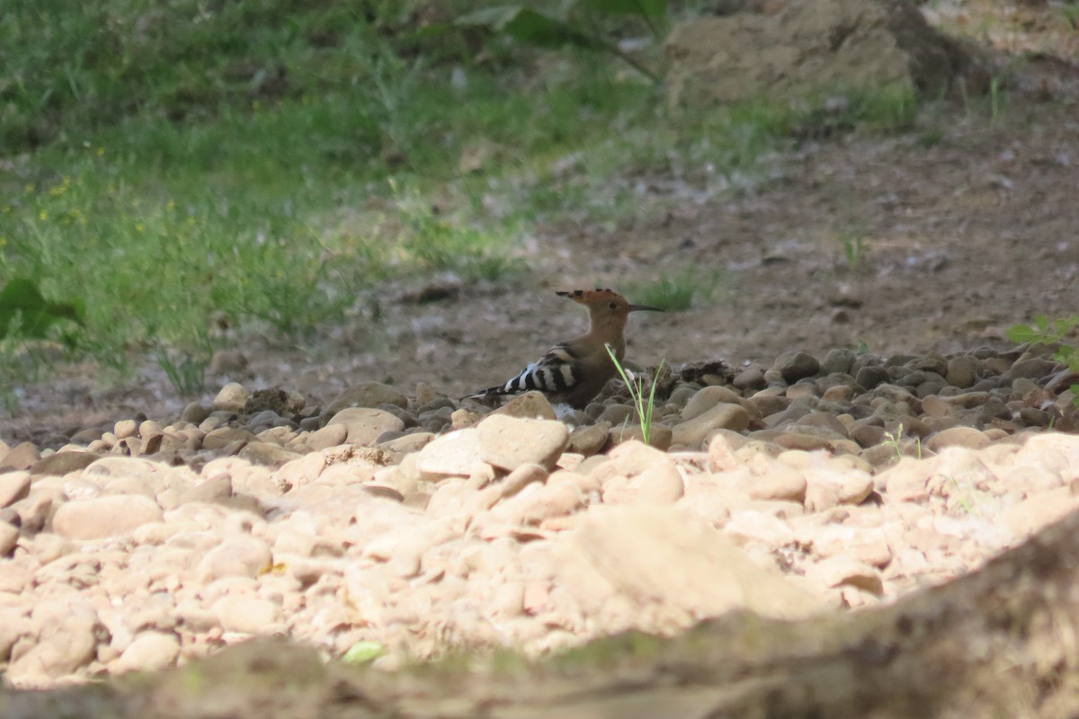 Eurasian Hoopoe - ML620094653