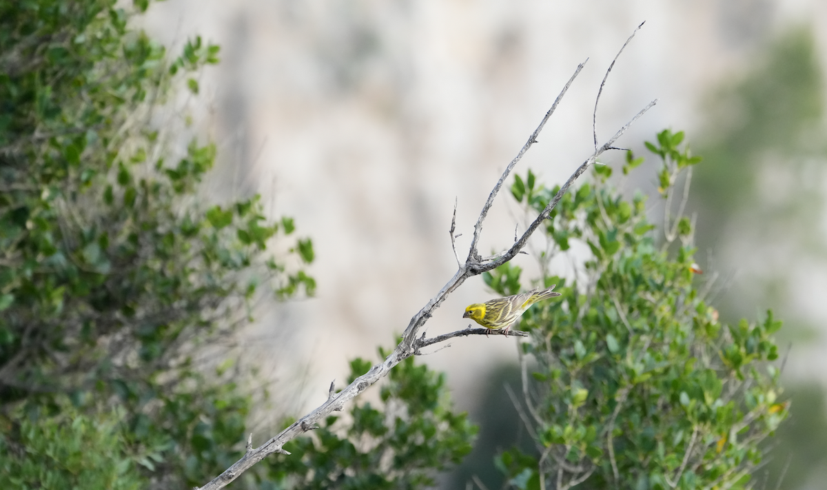 European Serin - ML620094654