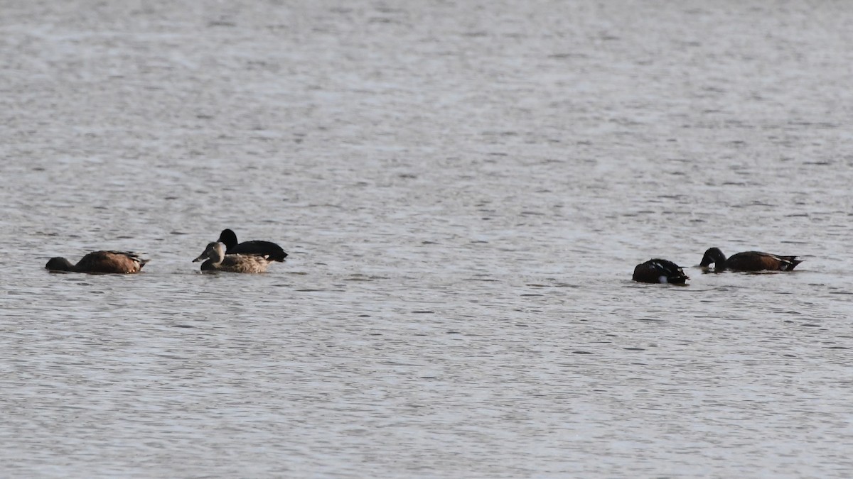 Australasian Shoveler - ML620094658