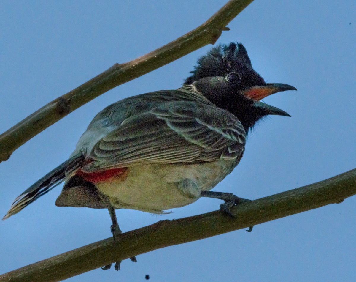 Red-vented Bulbul - ML620094669