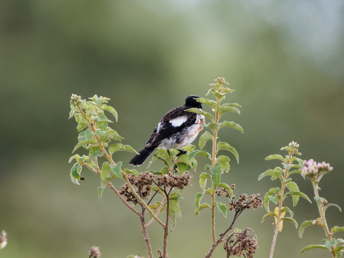 African Stonechat - ML620094679