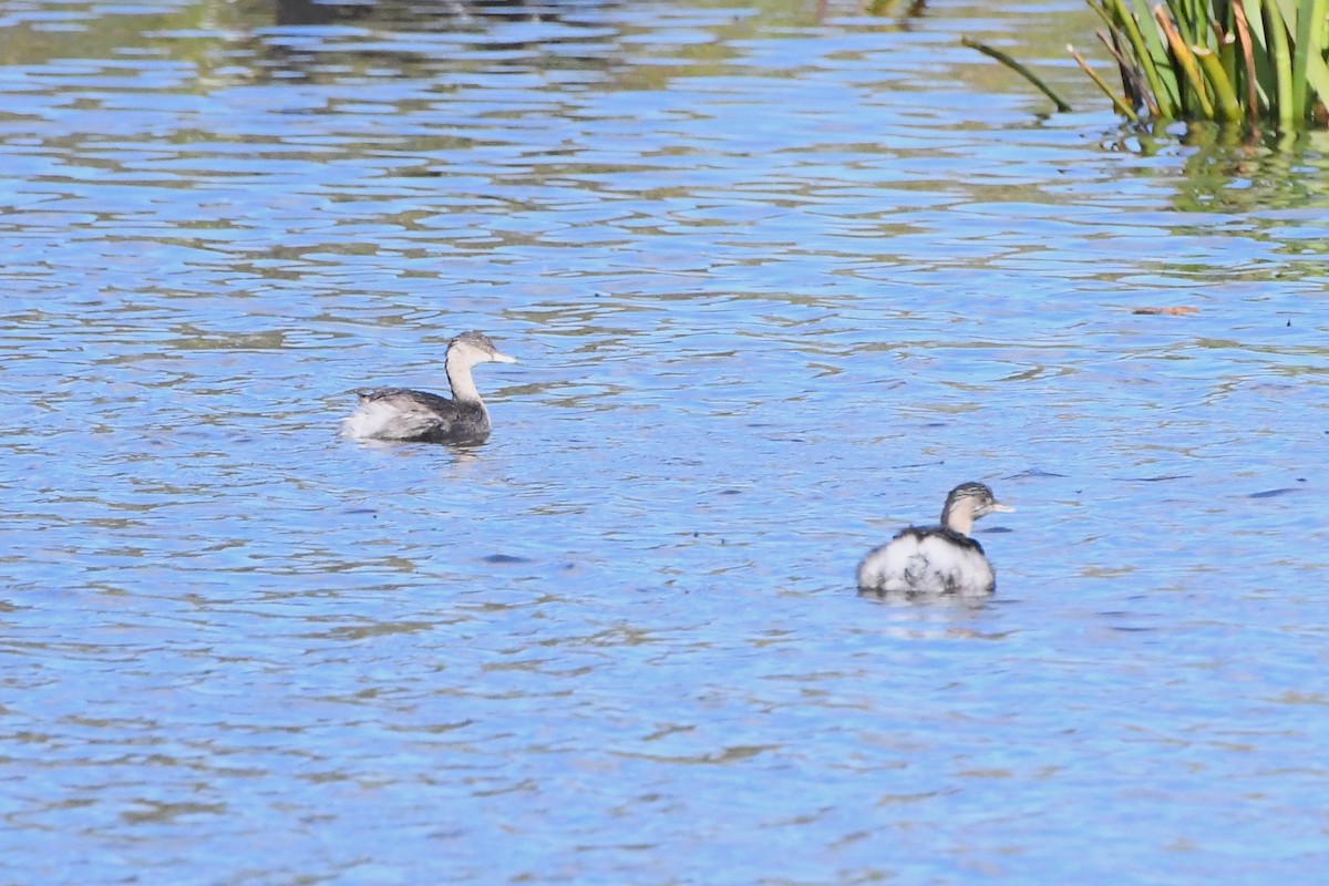 Hoary-headed Grebe - ML620094706