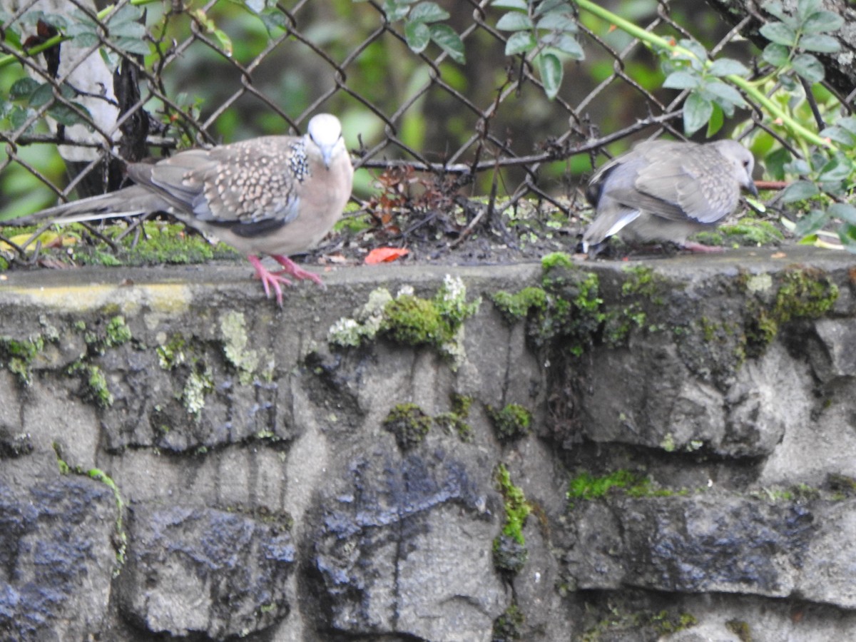 Spotted Dove - ML620094722