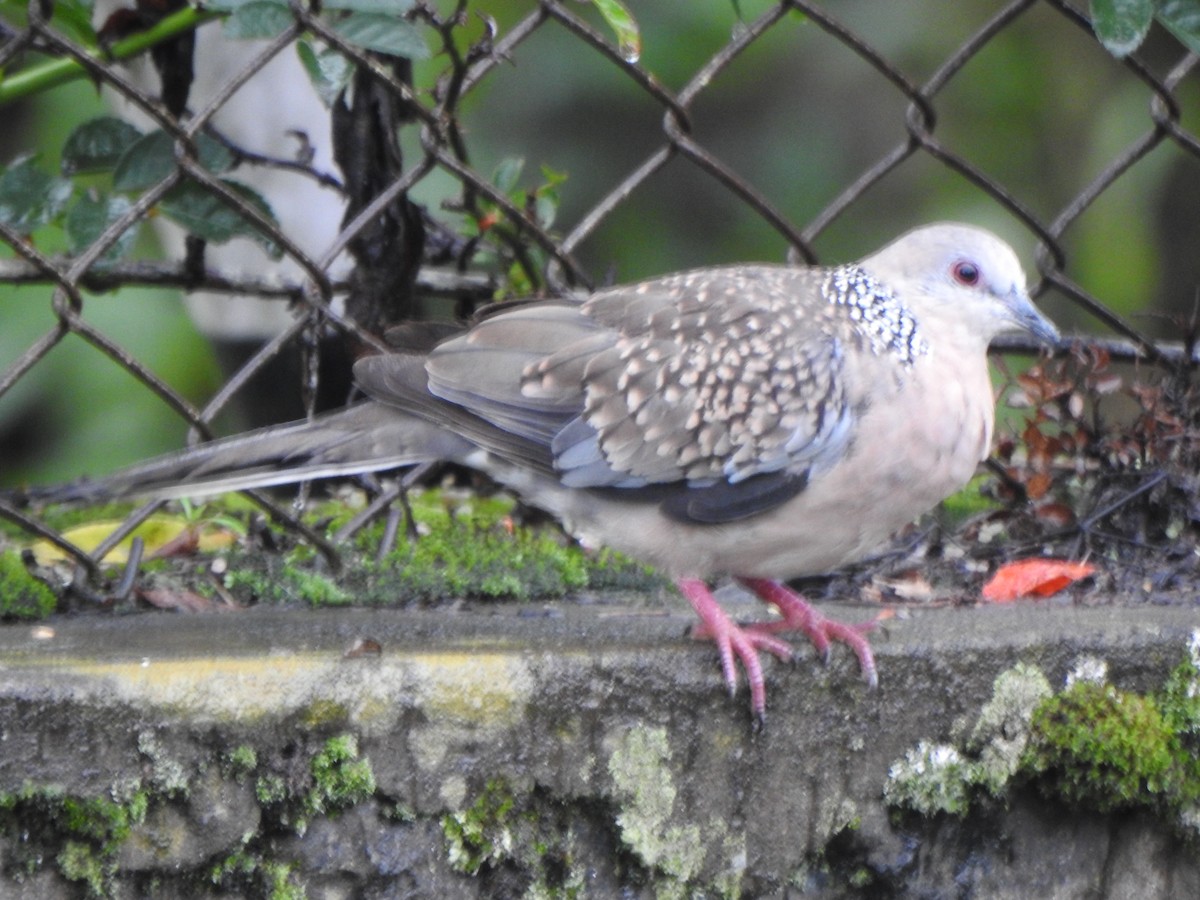 Spotted Dove - ML620094723