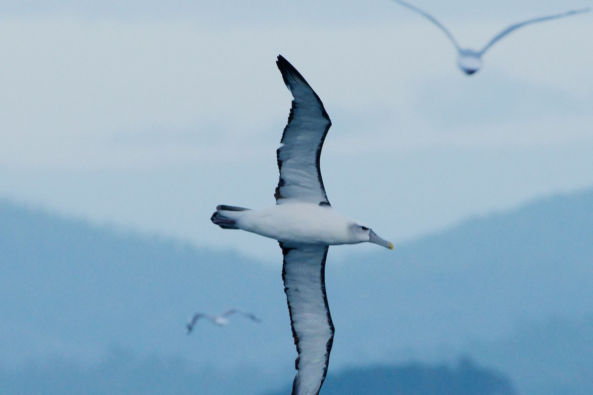 White-capped Albatross - ML620094737