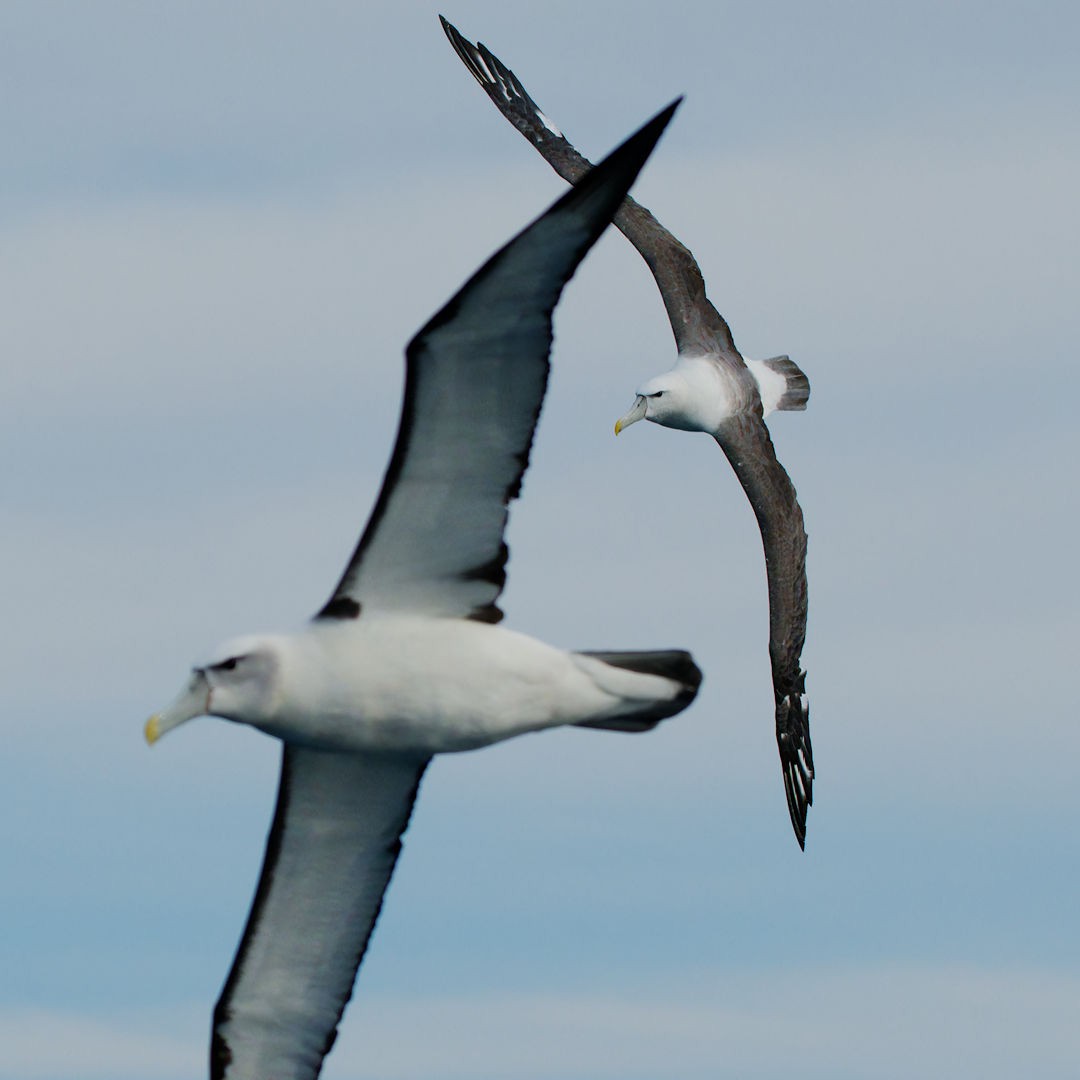 Albatros à cape blanche - ML620094738