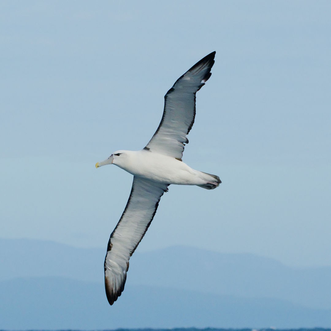 White-capped Albatross - ML620094739