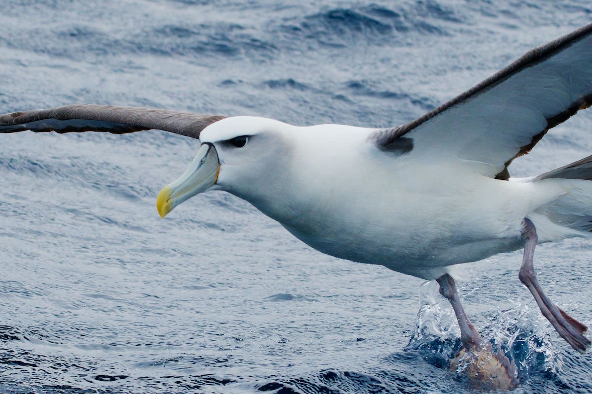 White-capped Albatross - ML620094741