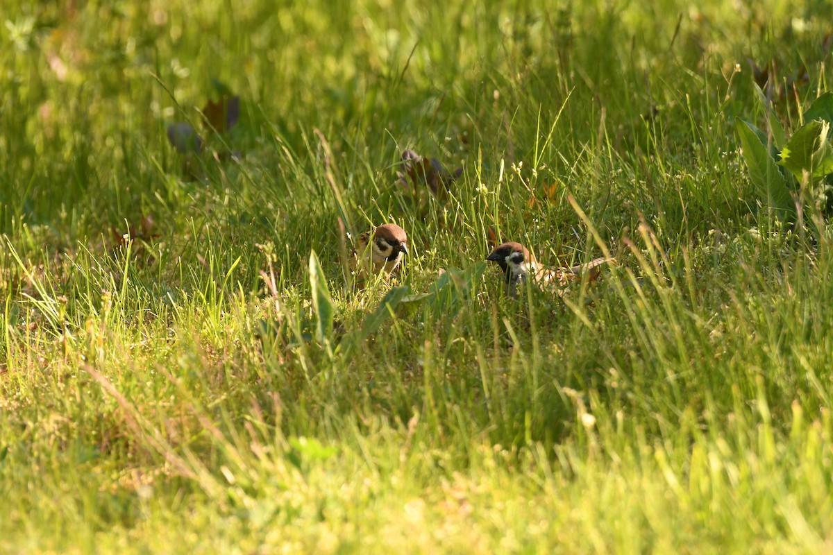 Хээрийн бор шувуу - ML620094745