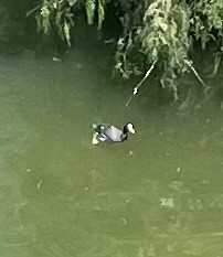 Eurasian Coot - ML620094748