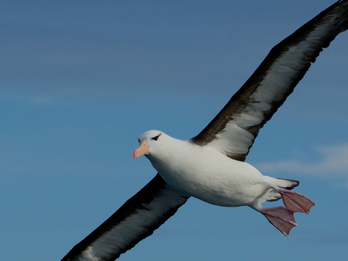 albatros černobrvý (ssp. melanophris) - ML620094751
