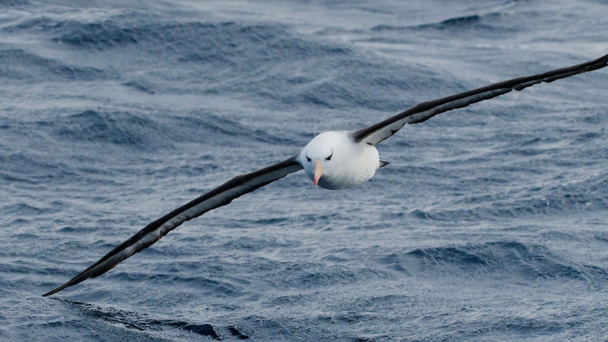 Black-browed Albatross (Black-browed) - ML620094752