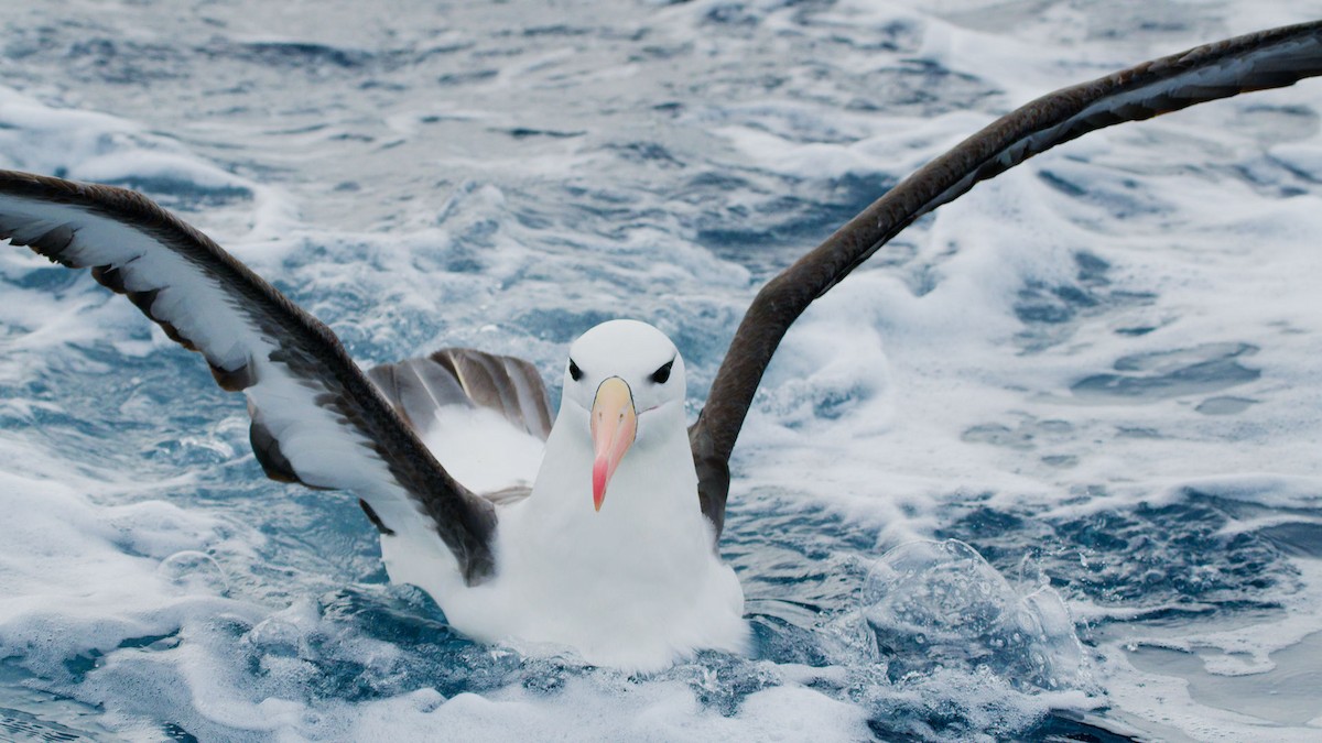 albatros černobrvý (ssp. melanophris) - ML620094754