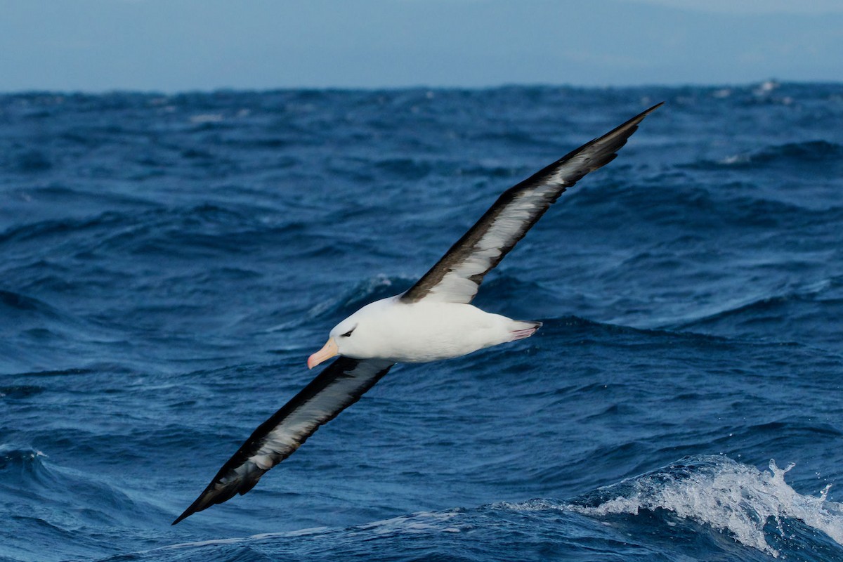 Albatros Ojeroso (melanophris) - ML620094755