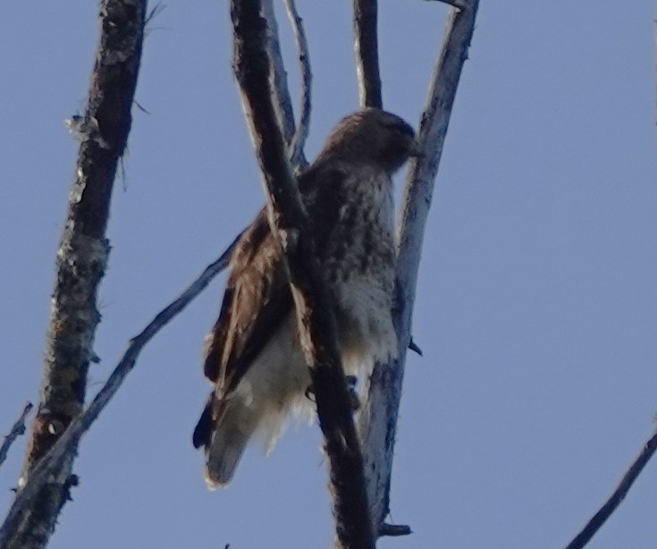 Red-tailed Hawk (calurus/alascensis) - ML620094758