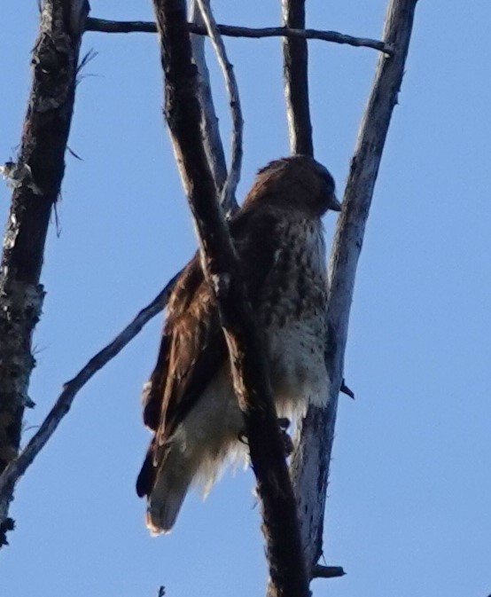 Red-tailed Hawk (calurus/alascensis) - ML620094759