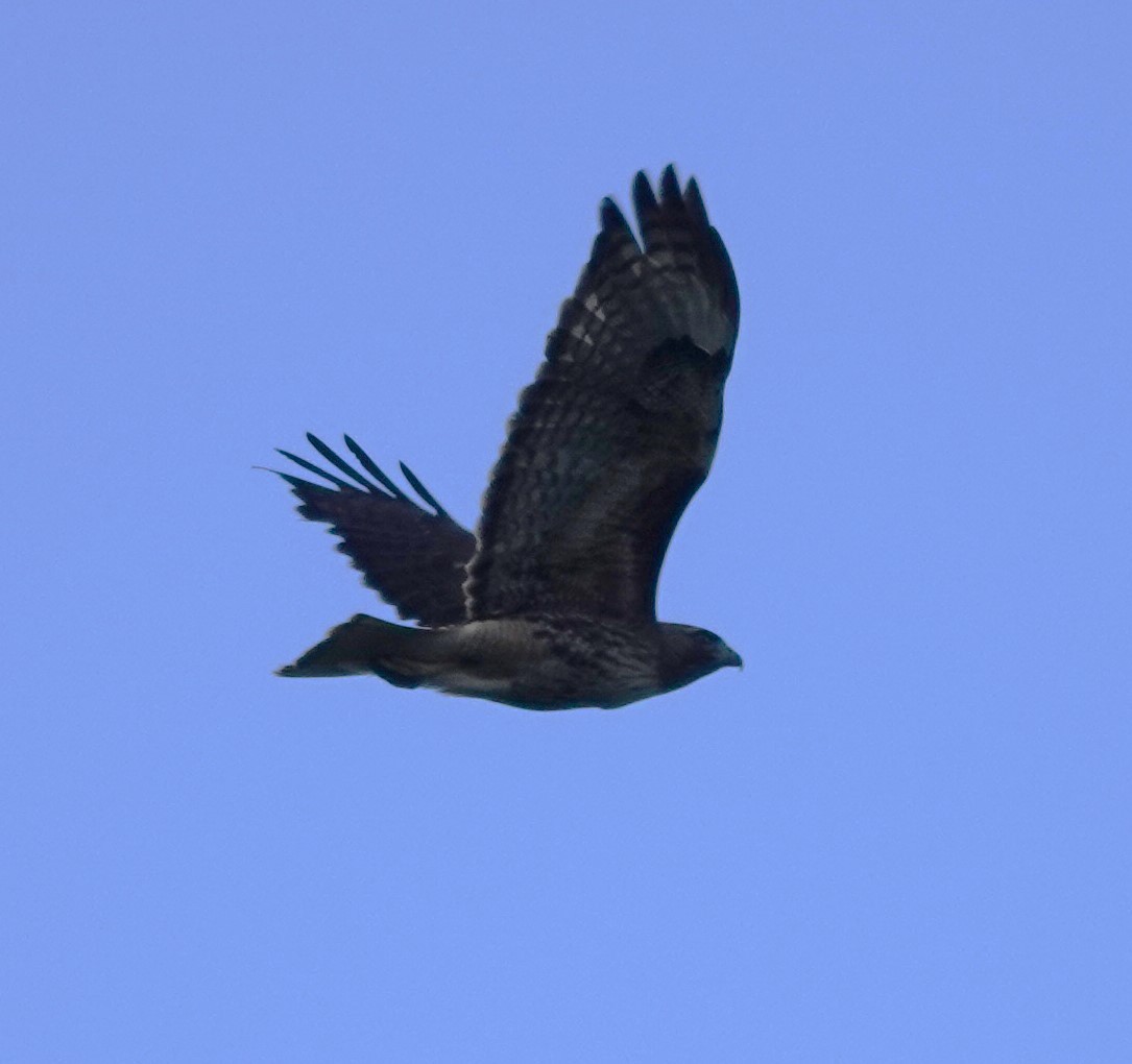 Red-tailed Hawk (calurus/alascensis) - ML620094760