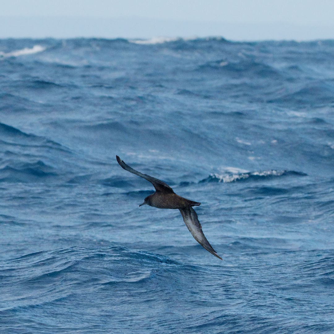 Short-tailed Shearwater - ML620094765