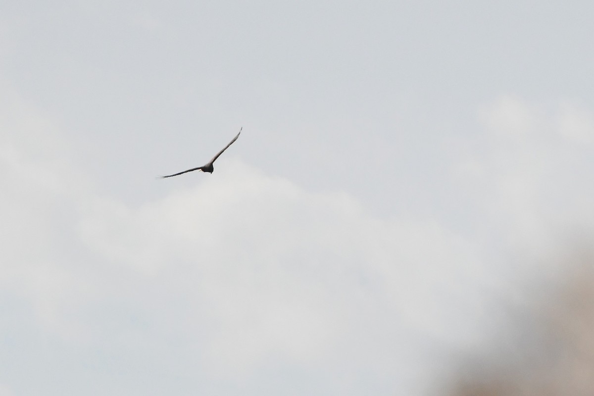 Swamp Harrier - ML620094767