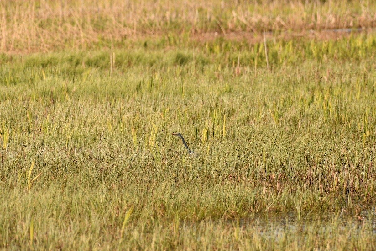 Gray Heron - ML620094773