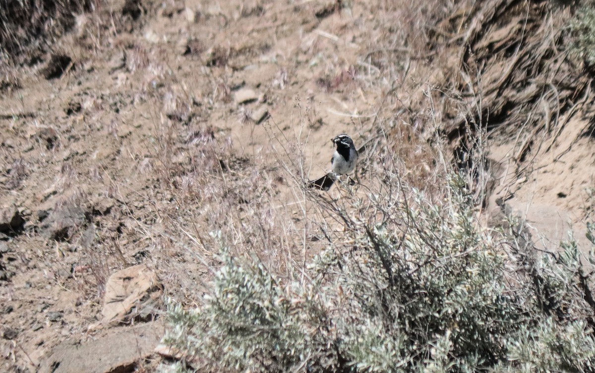Black-throated Sparrow - ML620094798